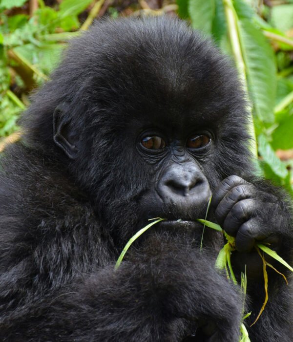 Mountain Gorilla Trekking in Uganda and Rwanda