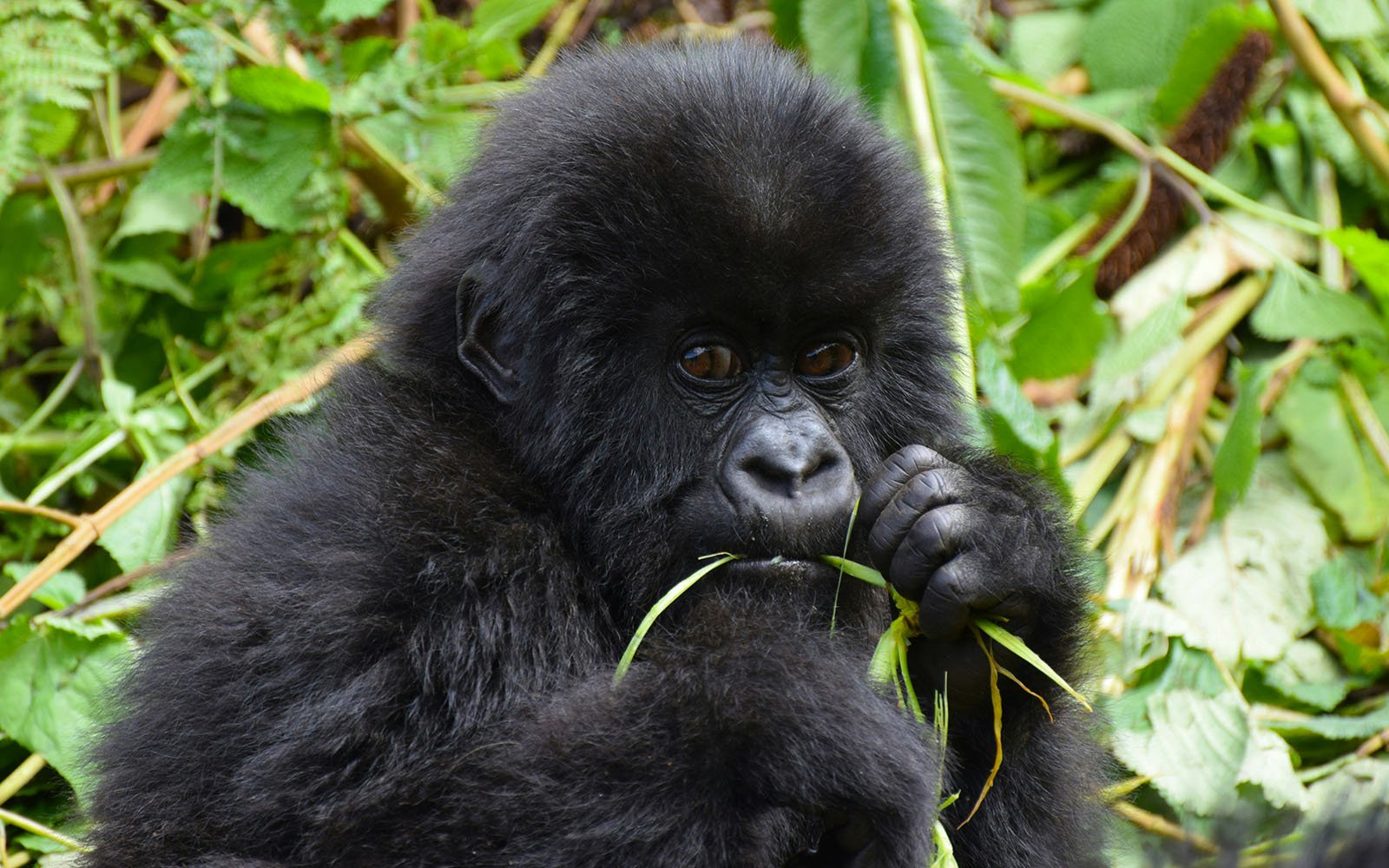 Mountain Gorilla Trekking in Uganda and Rwanda