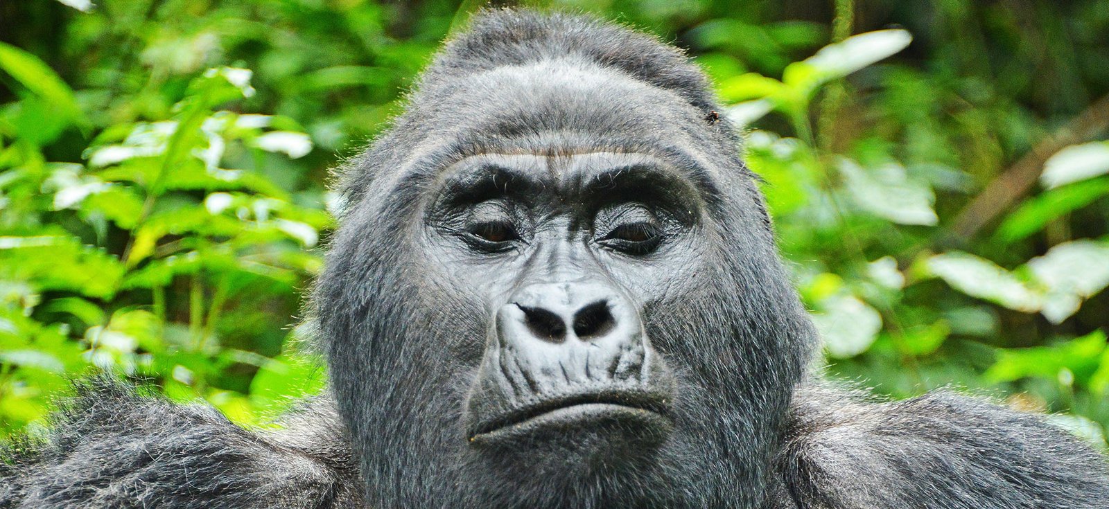 Gorilla in Bwindi | 7 Day Uganda gorilla and wildlife Safari | Bwindi Impenetrable National Park