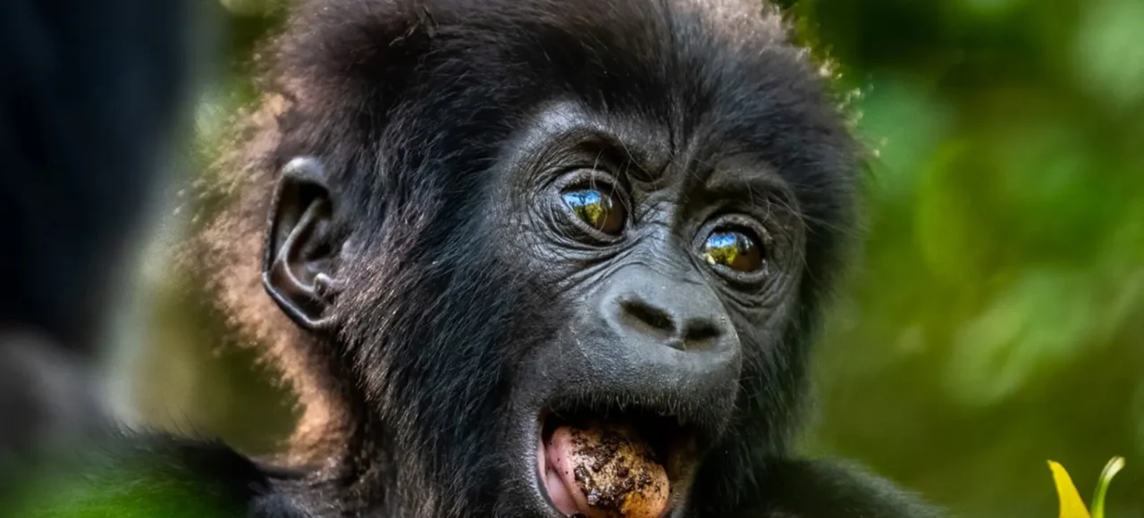 12 Day Uganda Gorilla and Wildlife Safari