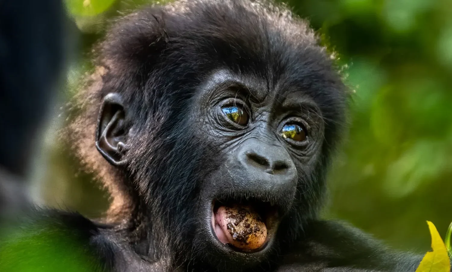 12 Day Uganda Gorilla and Wildlife Safari