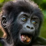 12 Day Uganda Gorilla and Wildlife Safari