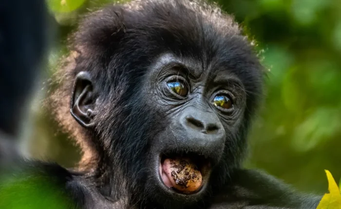 12 Day Uganda Gorilla and Wildlife Safari