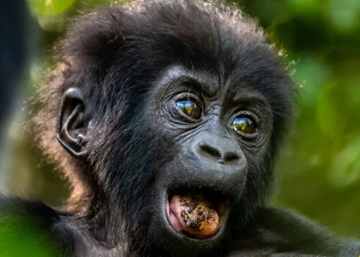 12 Day Uganda Gorilla and Wildlife Safari