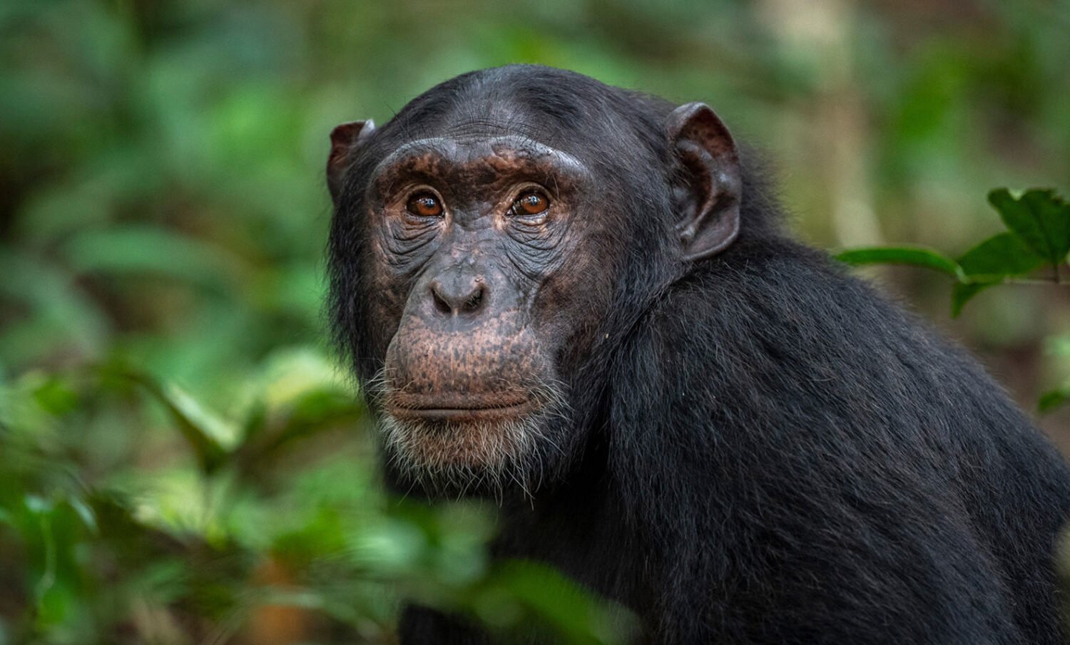 Chimpanzee Tracking | 12 Day Uganda Gorilla and Wildlife safari | 14 day Uganda Wildlife Safri | Kibale national Park