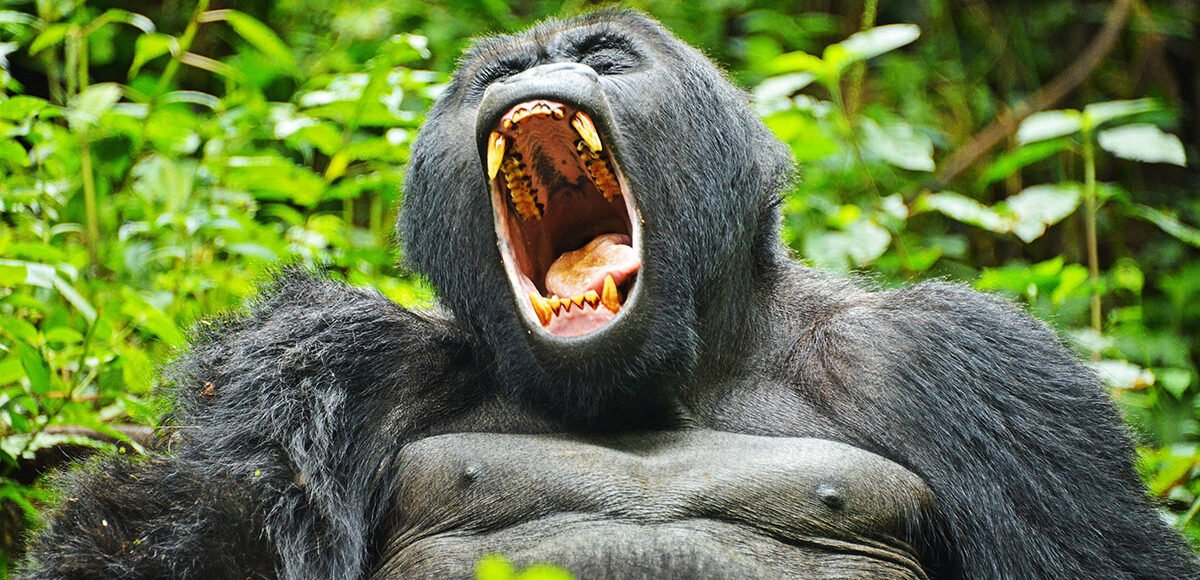 7 Day Uganda Gorilla and Wildlife Safari