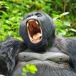 7 Day Uganda Gorilla and Wildlife Safari