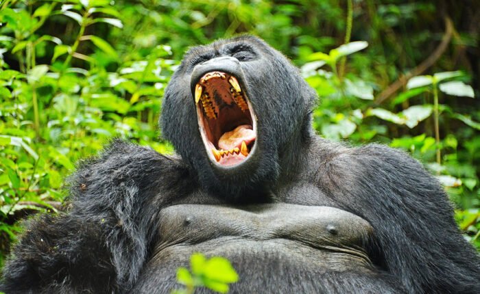 7 Day Uganda Gorilla and Wildlife Safari