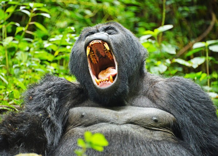 7 Day Uganda Gorilla and Wildlife Safari