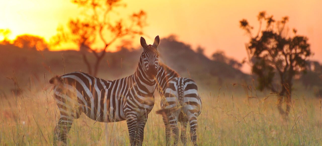 Kidepo Zebra | 14 Days Uganda Wildlife Safari | Kidepo Valley National PARK