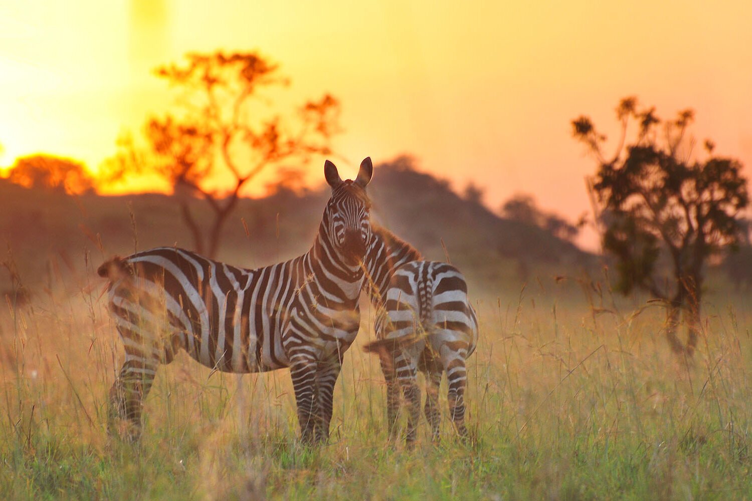 Kidepo Zebra | 14 Days Uganda Wildlife Safari | Kidepo Valley National PARK