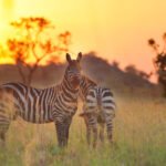 Kidepo Zebra | 14 Days Uganda Wildlife Safari | Kidepo Valley National PARK