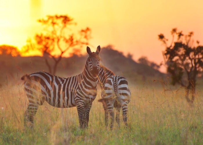 Kidepo Zebra | 14 Days Uganda Wildlife Safari | Kidepo Valley National PARK