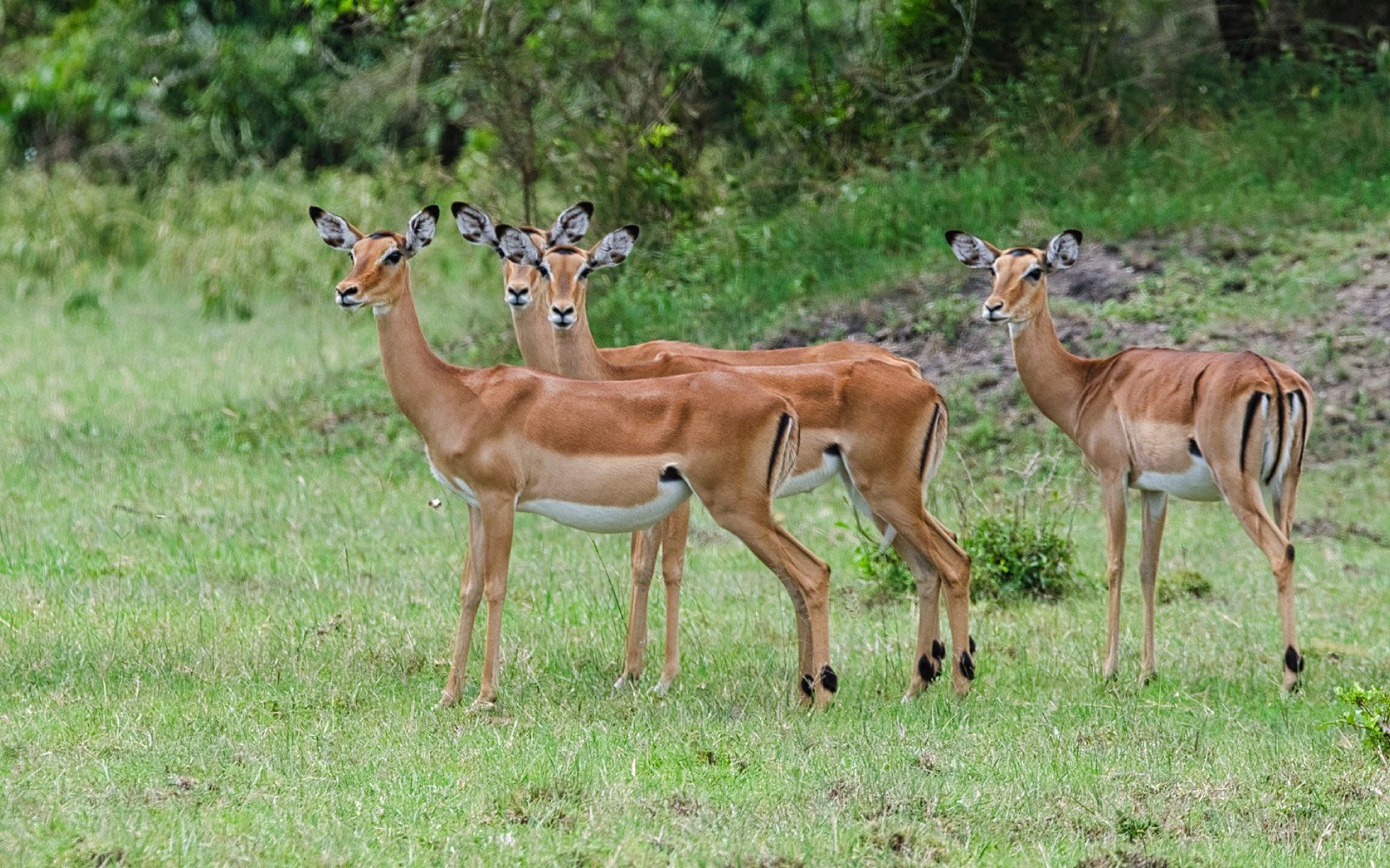 Lake mburo national park | Impala