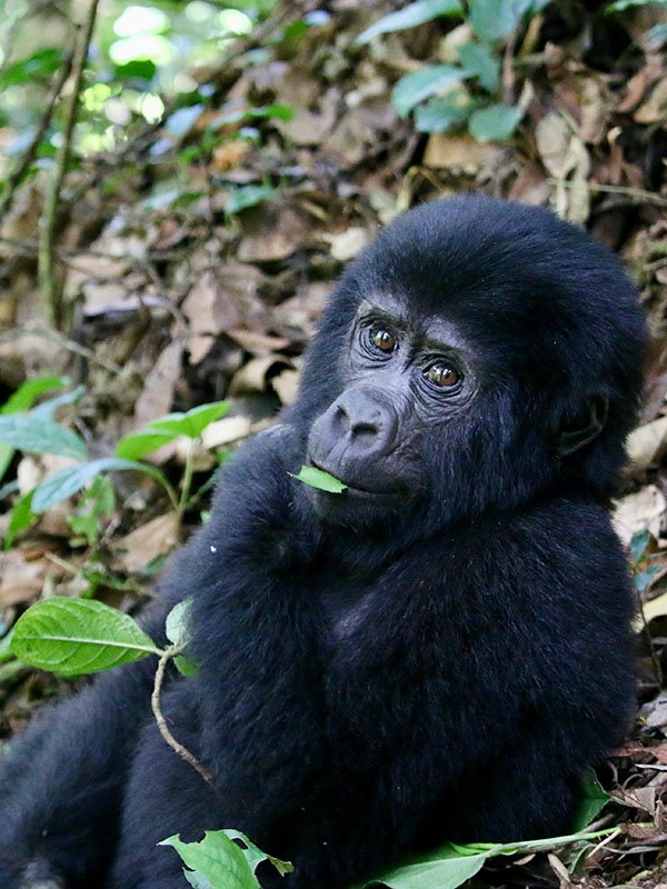 Bwindi Gorilla | Mountain Gorilla Tracking